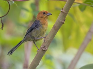  - Ochre-breasted Brushfinch