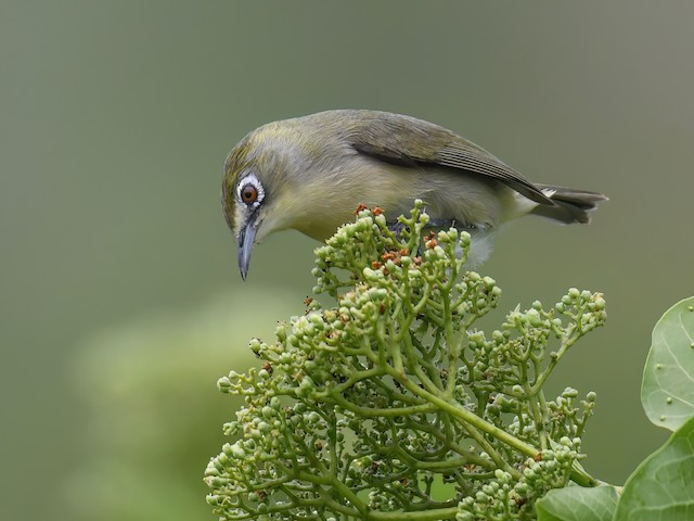  - Bridled White-eye - 