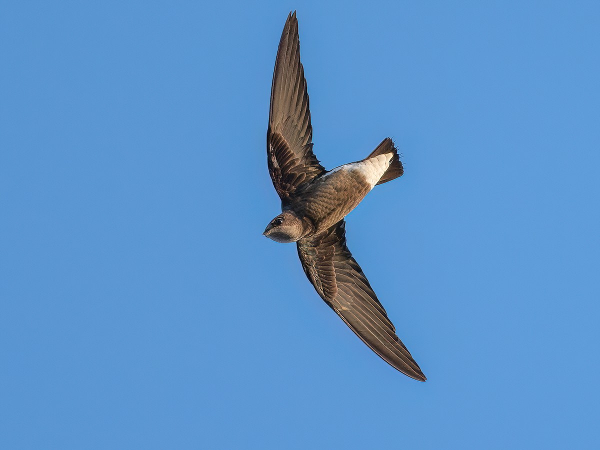 Silver-backed Needletail - Hirundapus cochinchinensis - Birds of the World