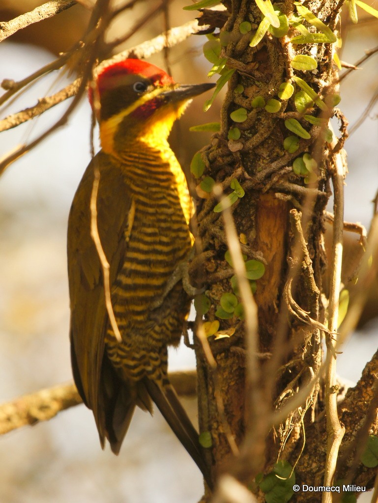 Golden-green Woodpecker - ML62380471