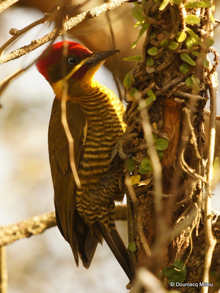 Golden-green Woodpecker - ML62380481