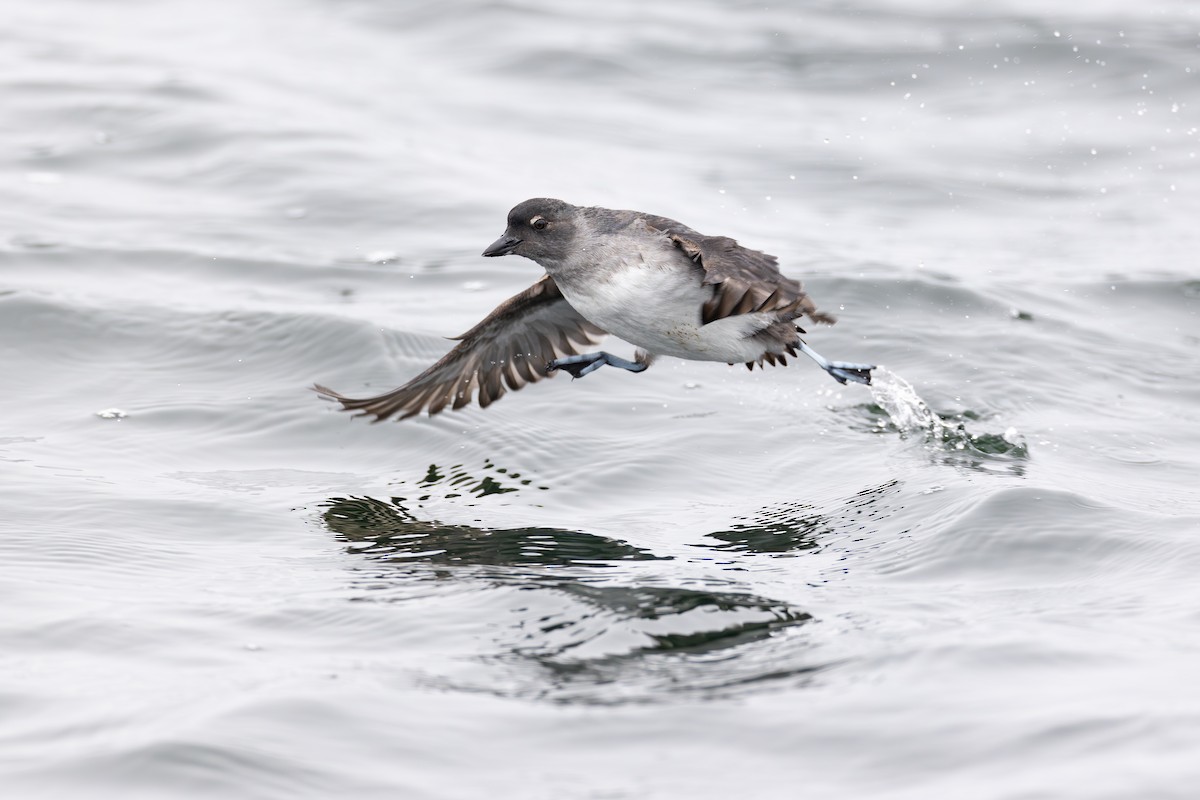 Bird Image