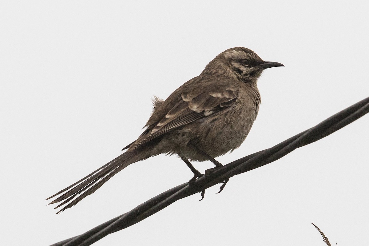 Long-tailed Mockingbird - ML62389041
