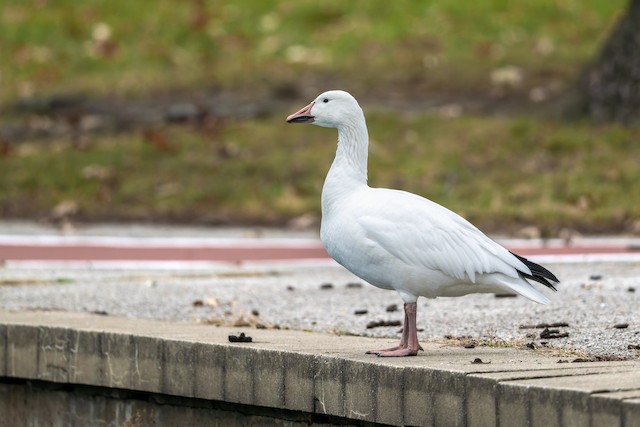 Snow Goose