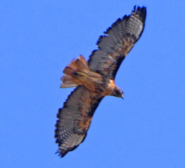 Red-tailed Hawk - lynda fenneman