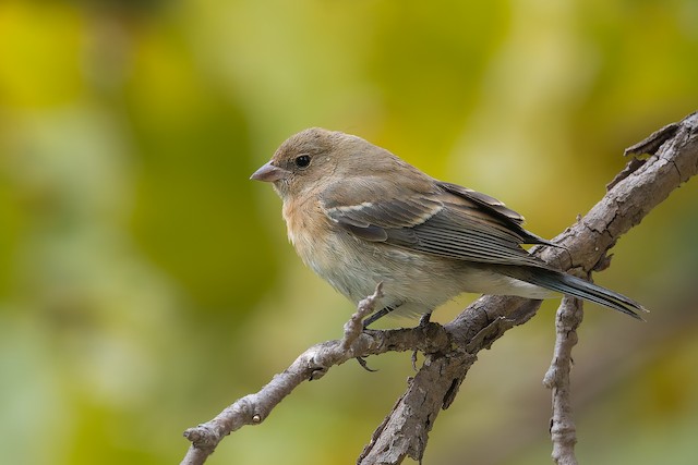 Lazuli Bunting