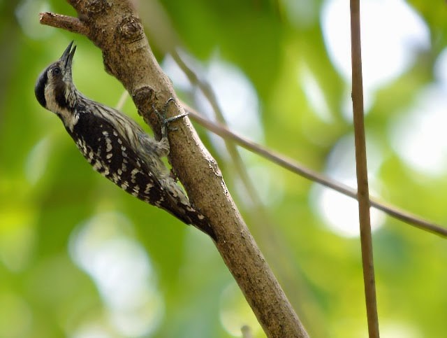 Gray-capped Pygmy Woodpecker - Choy Wai Mun