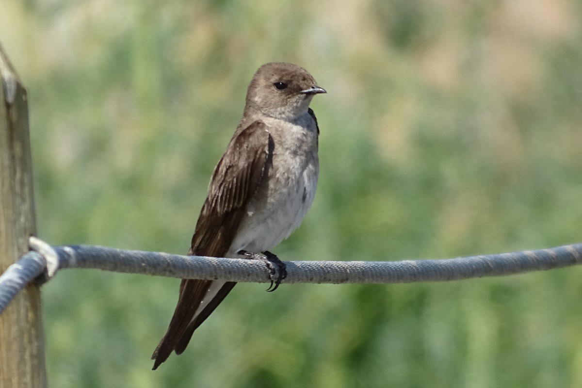 Northern Rough-winged Swallow - Craig Miller