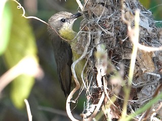  - Flores Sea Sunbird