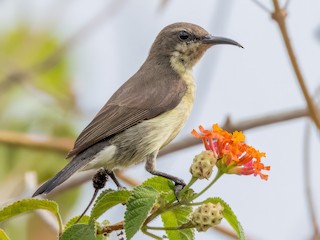  - Flores Sea Sunbird