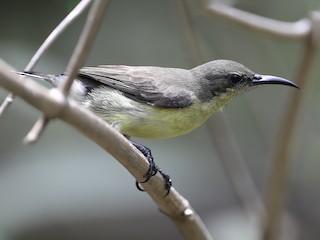 Female - Robert Tizard - ML623942037