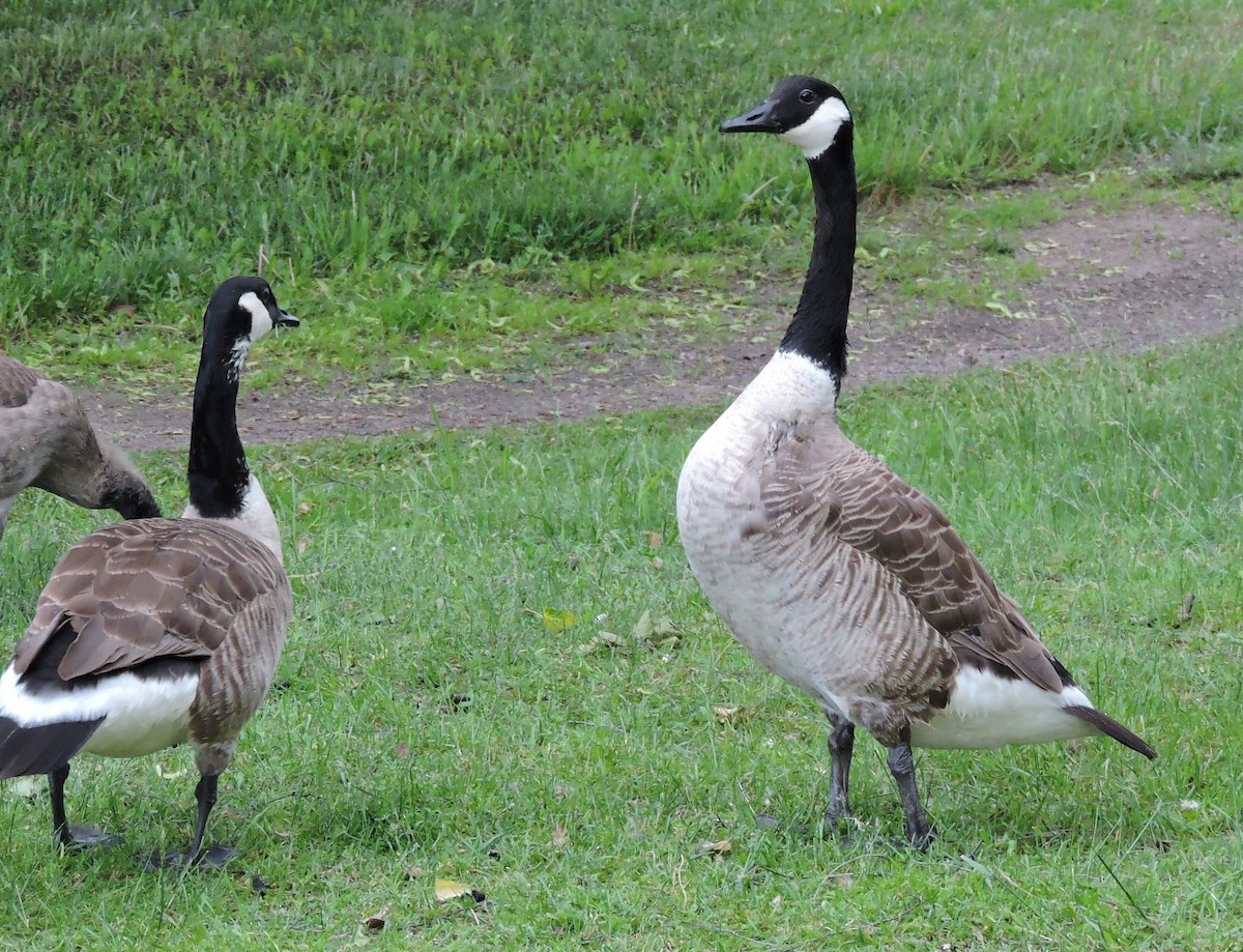 Canada Goose (canadensis Group) - ML62394231
