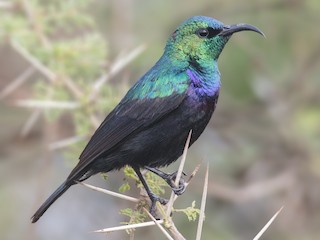 Adult male - Bradley Hacker 🦜 - ML623942572