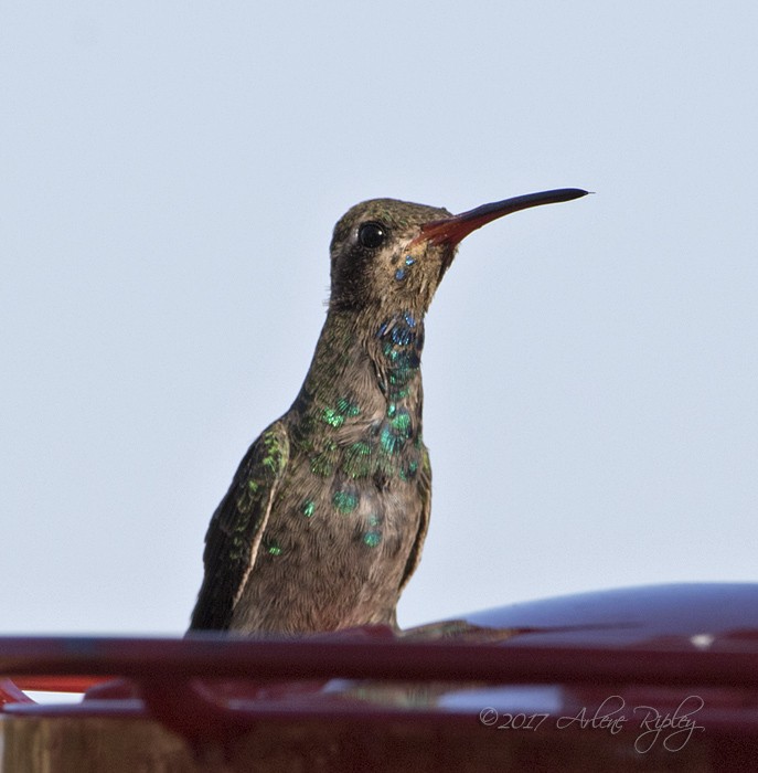 Broad-billed Hummingbird - ML62394471