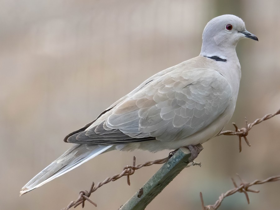 African Collared-Dove