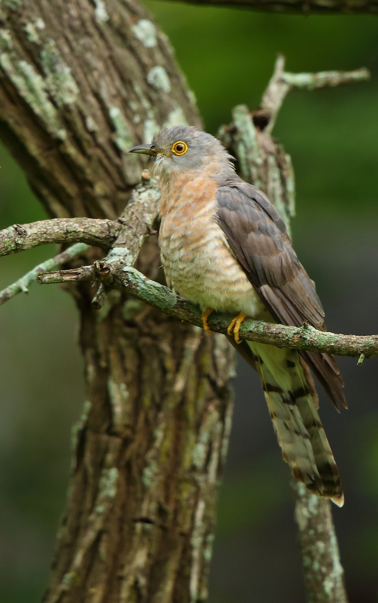 Common Hawk-Cuckoo - Albin Jacob