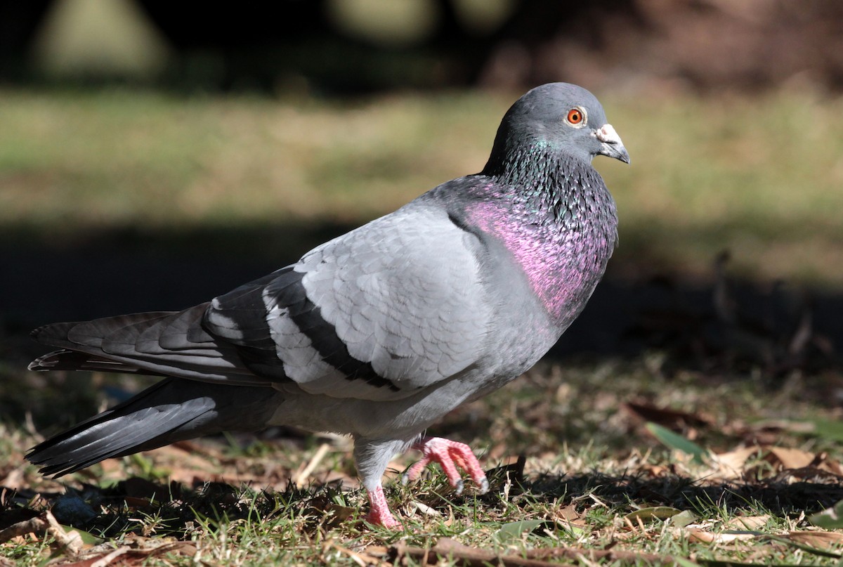 Rock Pigeon (Feral Pigeon) - Corey Callaghan