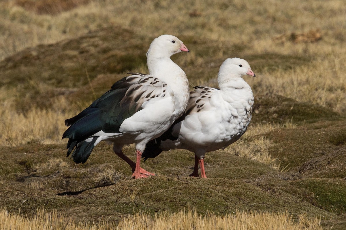 Andean Goose - ML62398251