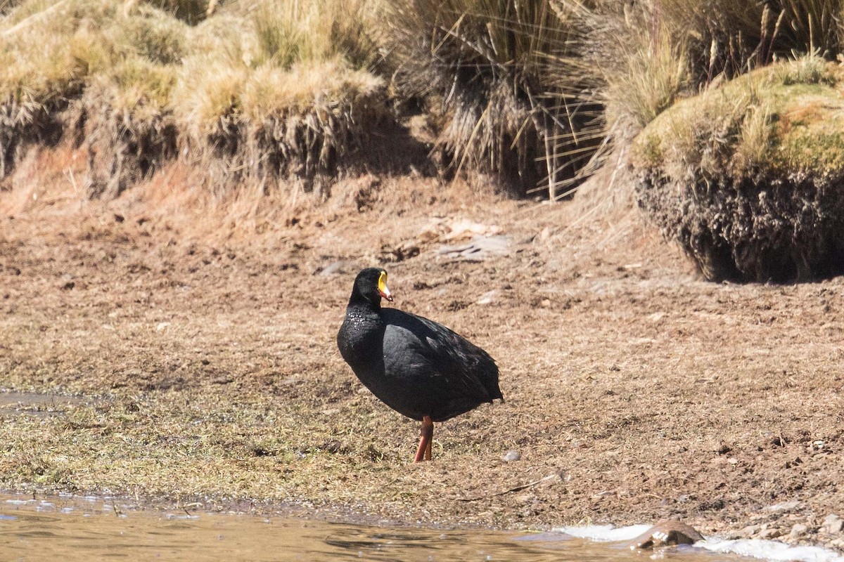 Giant Coot - ML62398311