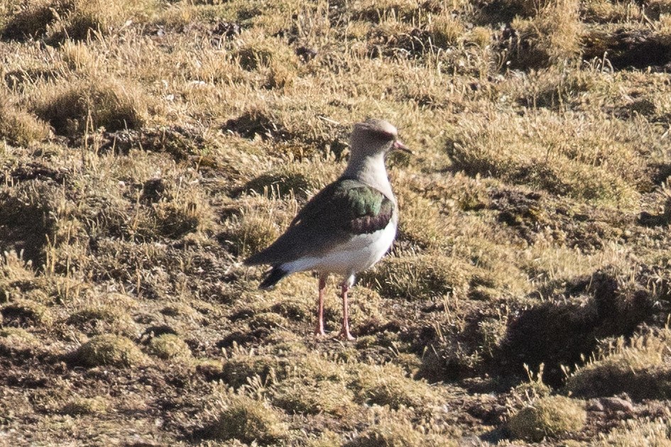 Andean Lapwing - ML62398441