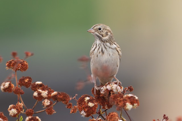 Vesper Sparrow