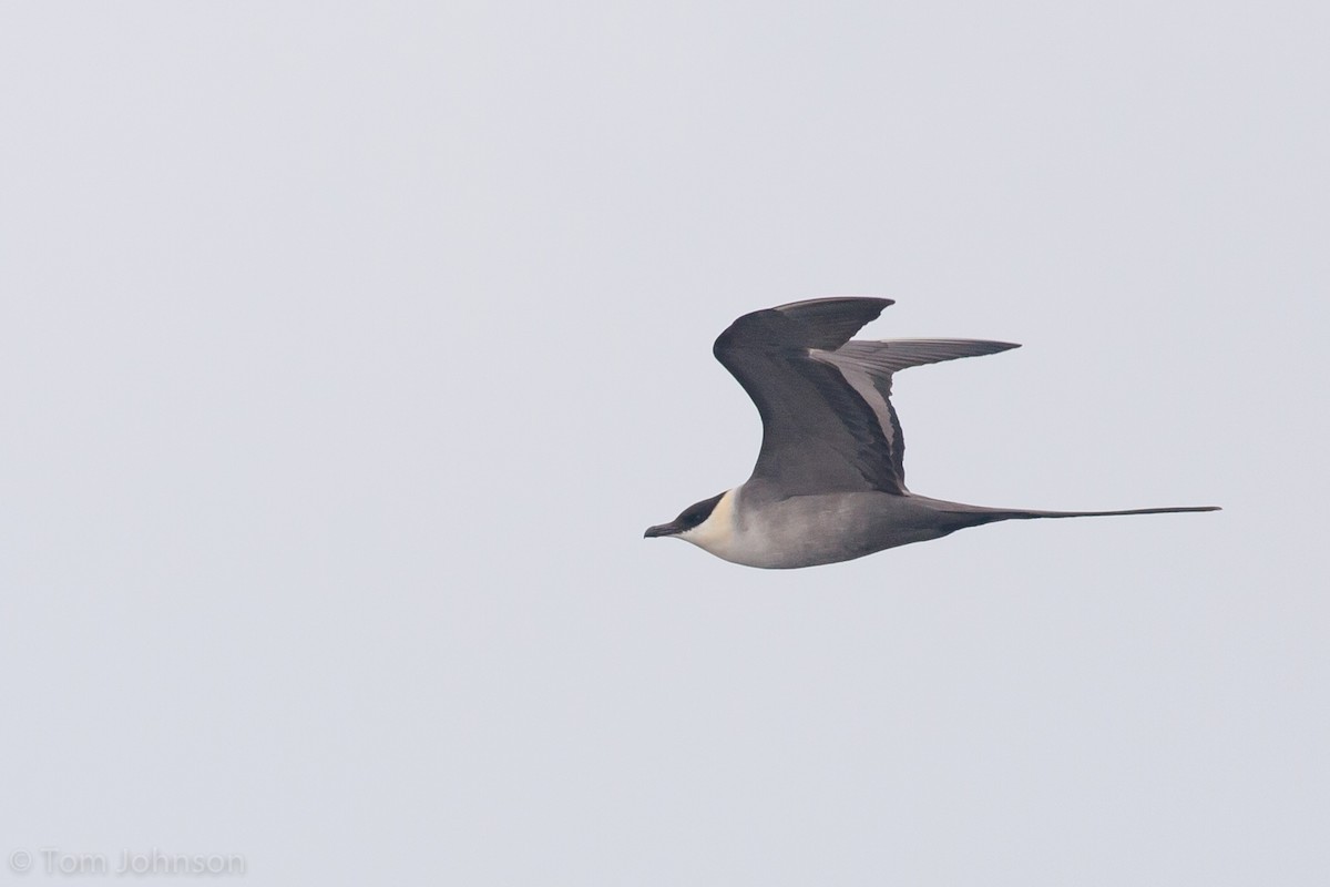 Long-tailed Jaeger - ML62399731