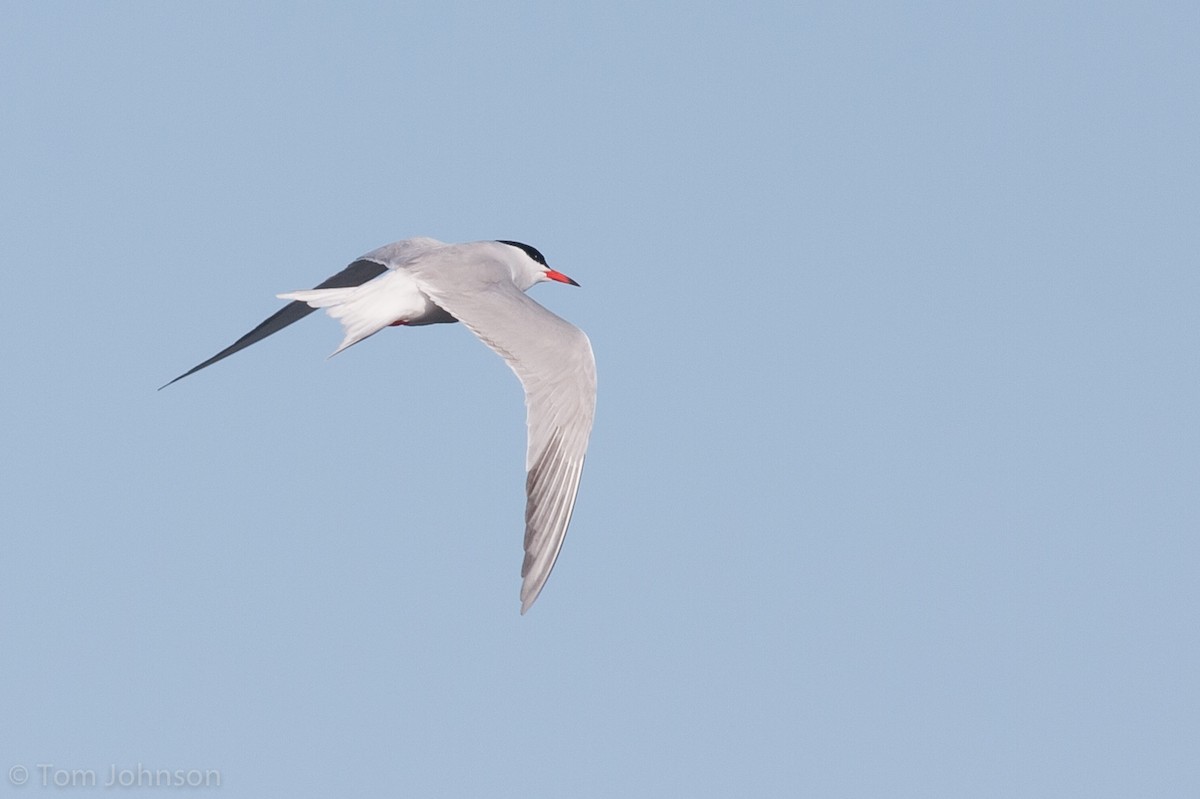 Common Tern - ML62400591