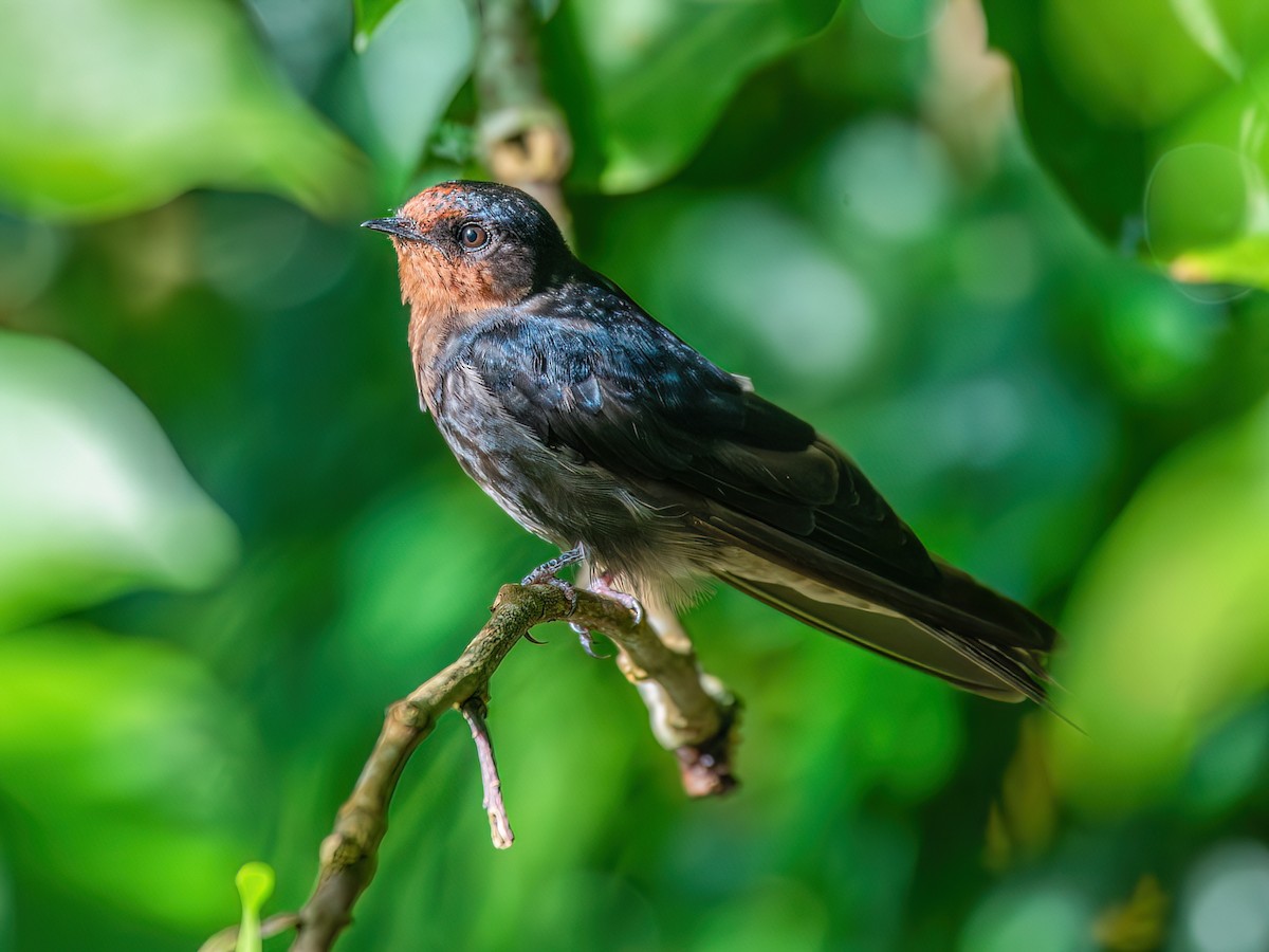 Tahiti Swallow - Hirundo tahitica - Birds of the World