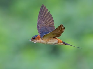 Eastern Red-rumped Swallow - Cecropis daurica - Birds of the World