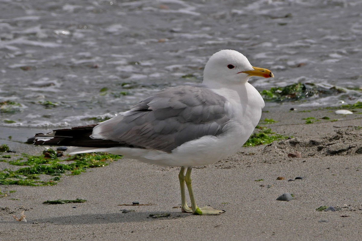 California Gull - ML62401651