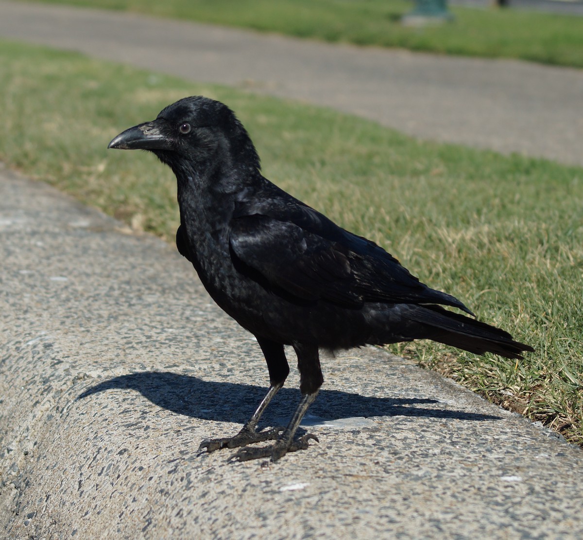 Torresian Crow - ML62401951