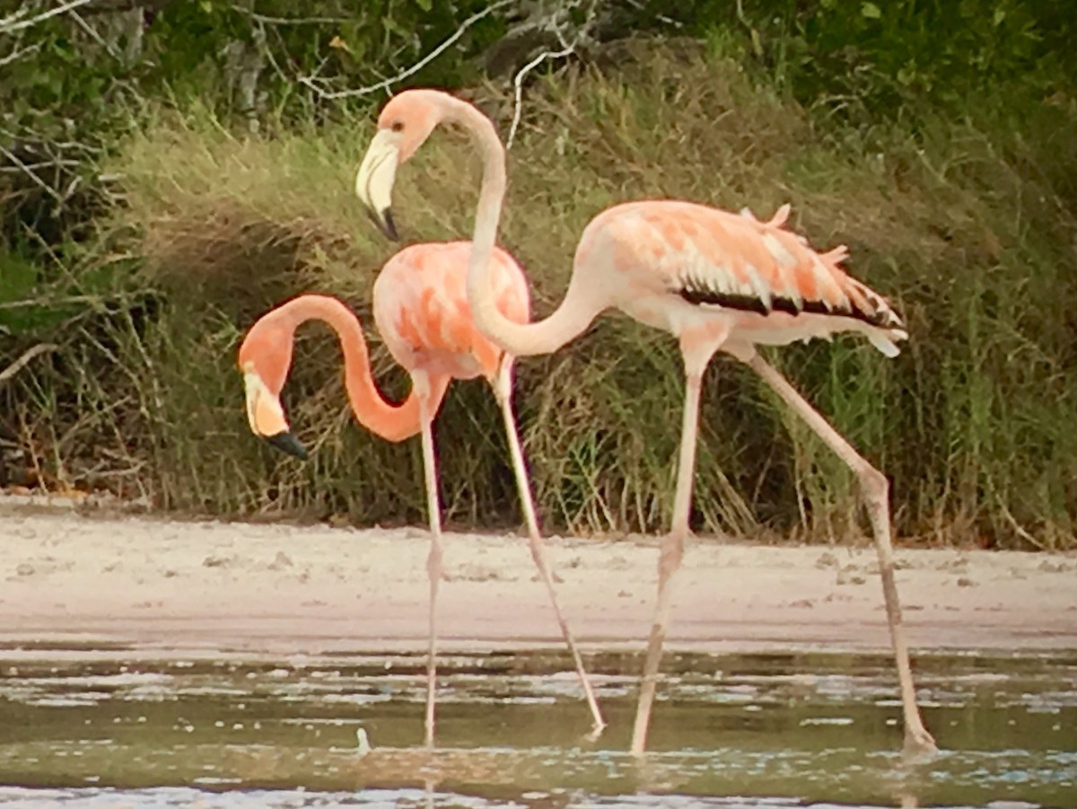 American Flamingo - Bradford Schmonsees
