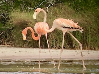 American Flamingo, ML62404531