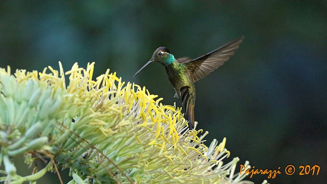 Rivoli's Hummingbird Rivoli's Hummingbird foraging at century plant.