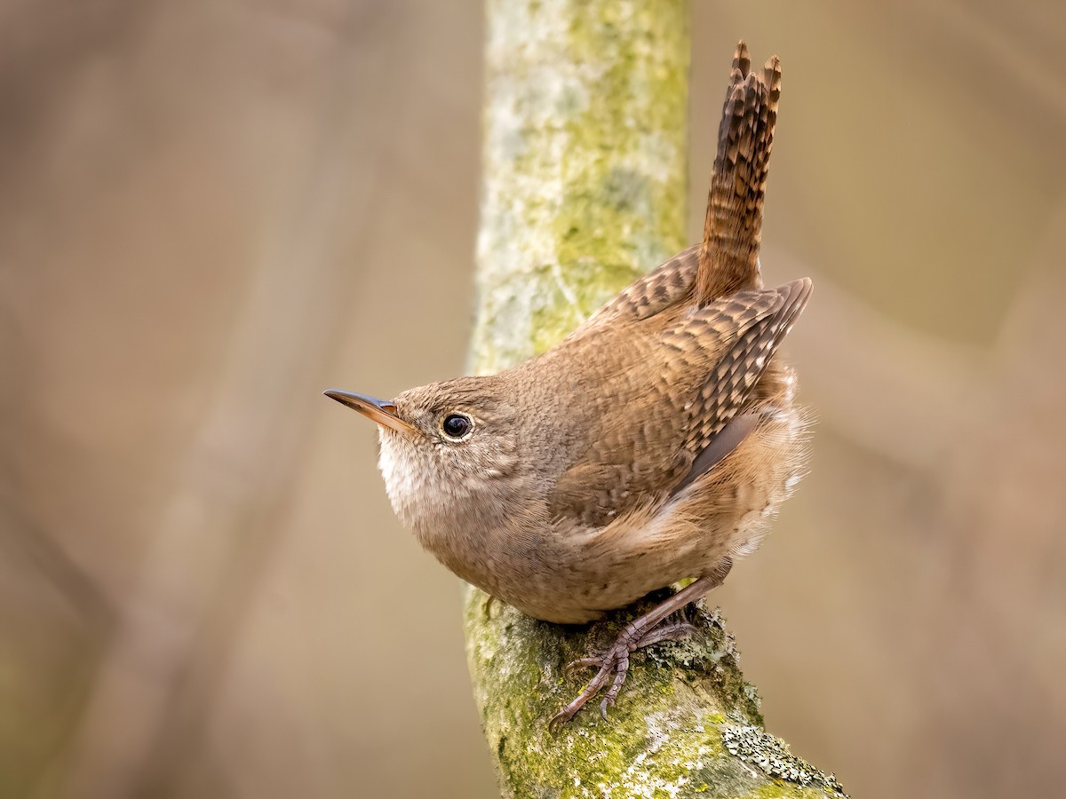 Northern House Wren - Troglodytes aedon - Birds of the World