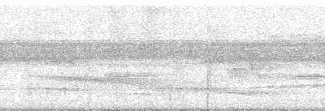 Grallaire à poitrine rousse (ferrugineipectus) - ML62406