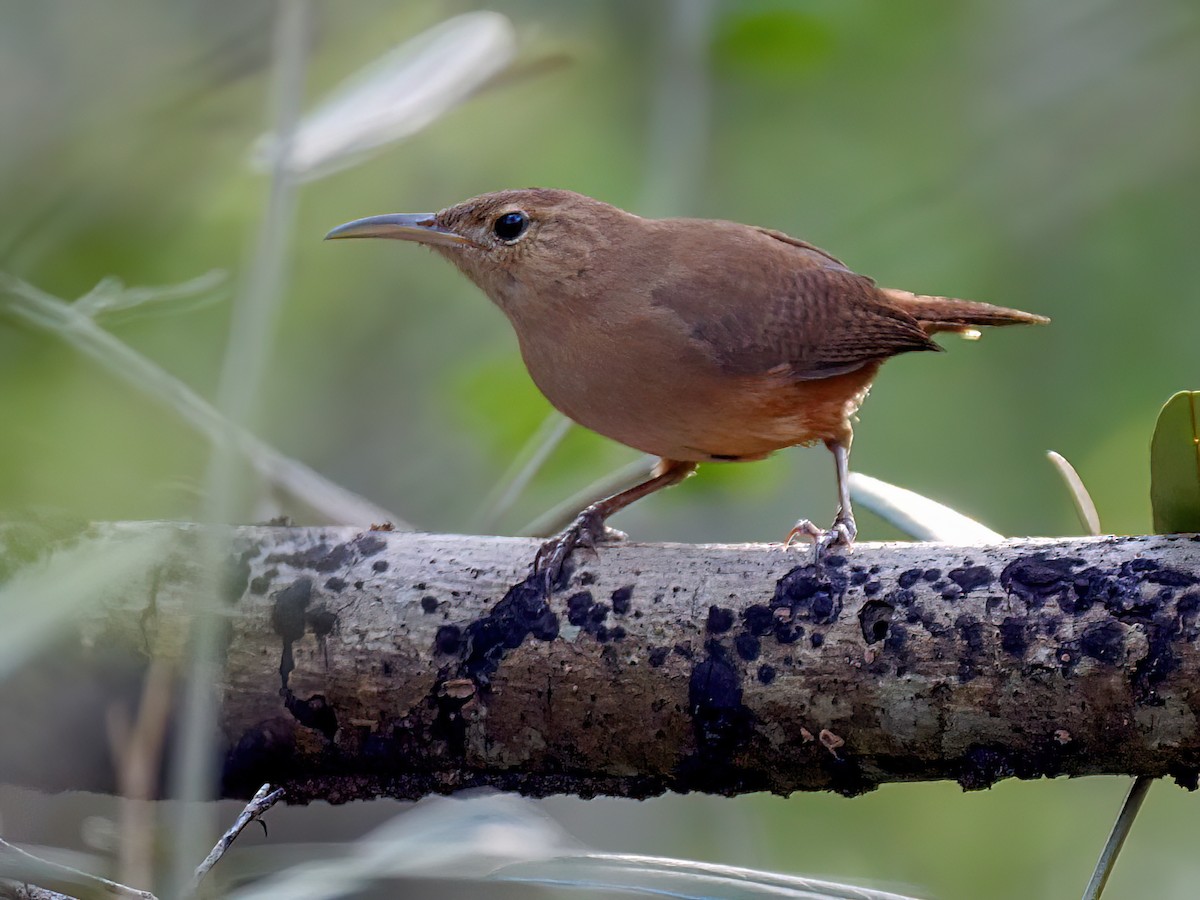 Grenada Wren - Troglodytes grenadensis - Birds of the World