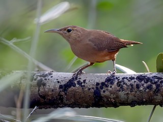  - Grenada Wren