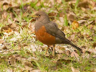  - Wallacean Island-Thrush (Schlegel's)