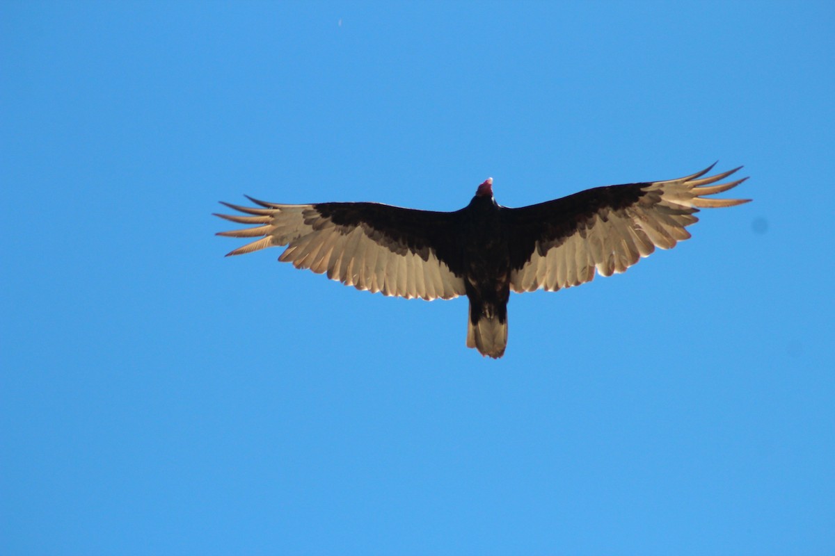 Turkey Vulture - Steven Lamonde
