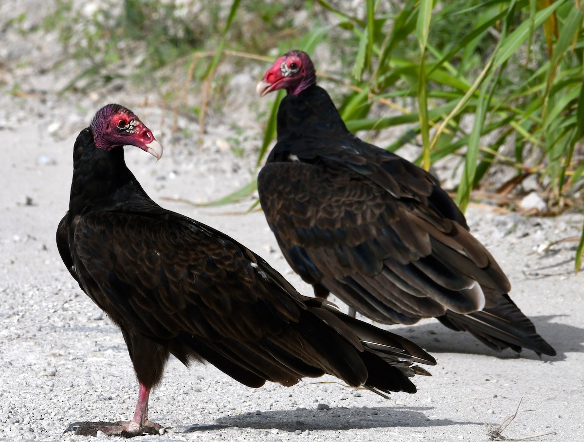 Turkey Vulture - Suzanne Zuckerman