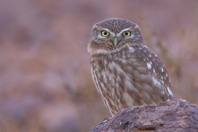 Little Owl ML624087355