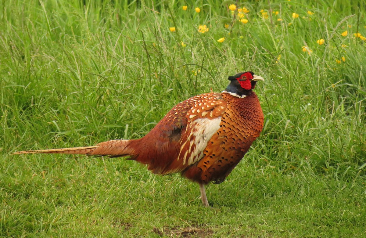 Ring-necked Pheasant - Peter Blancher