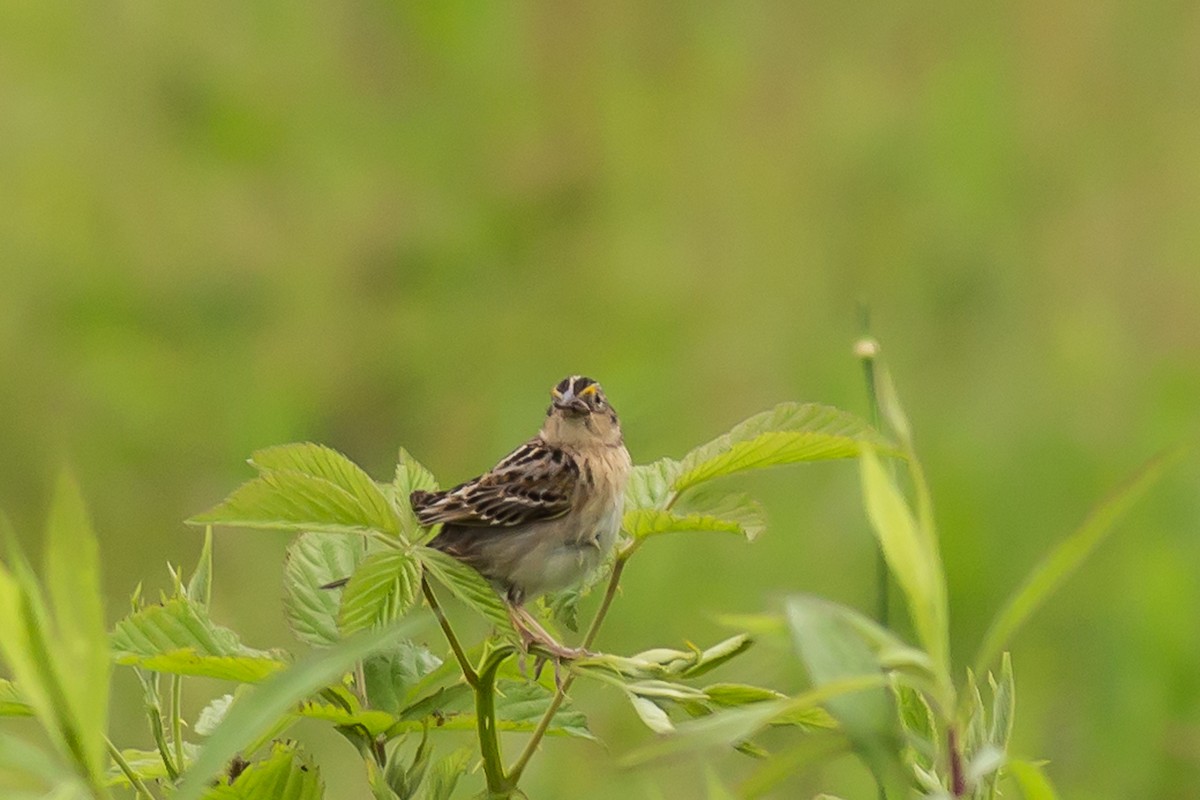 Grasshopper Sparrow - ML62409351