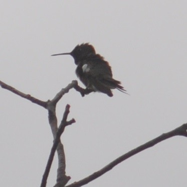 Ruby-throated/Black-chinned Hummingbird - M.K. McManus-Muldrow