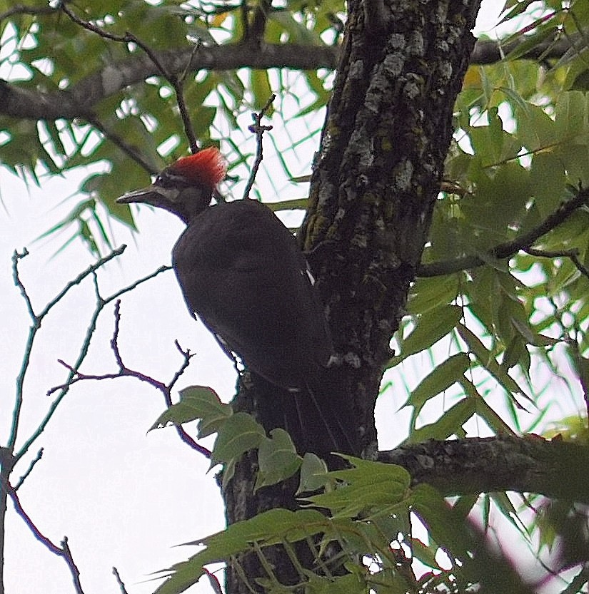 Pileated Woodpecker - ML62409451