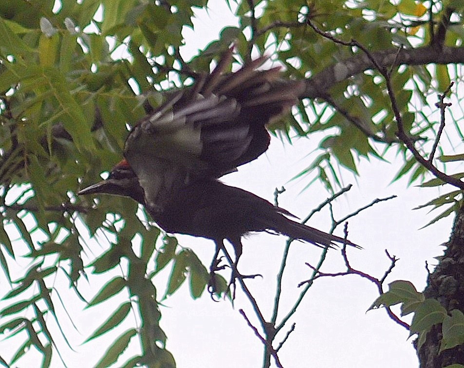Pileated Woodpecker - M.K. McManus-Muldrow