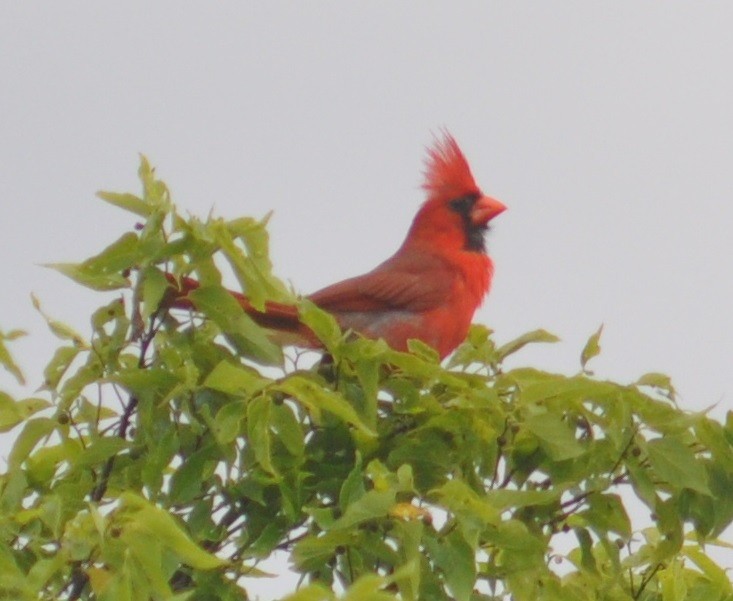 Cardinal rouge - ML62409801