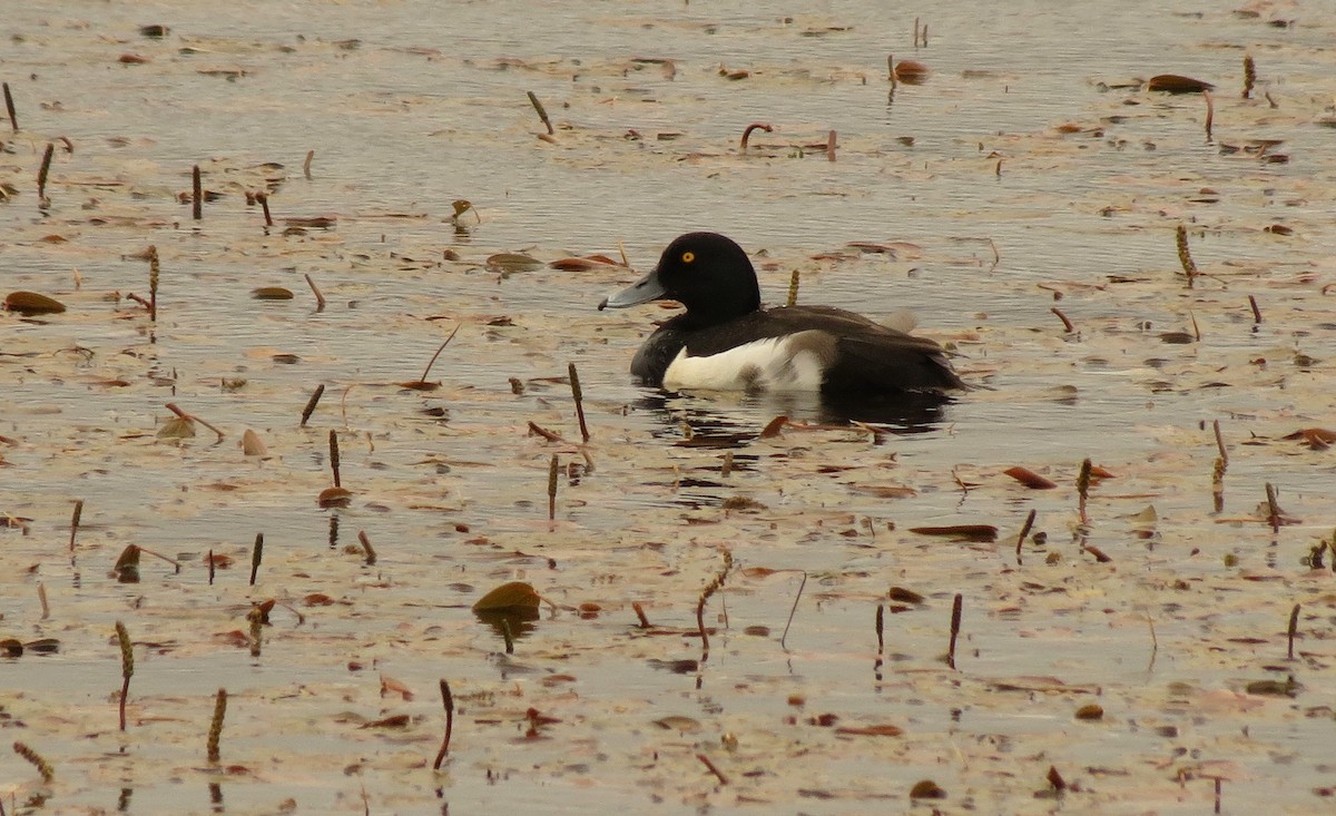 Tufted Duck - Peter Blancher