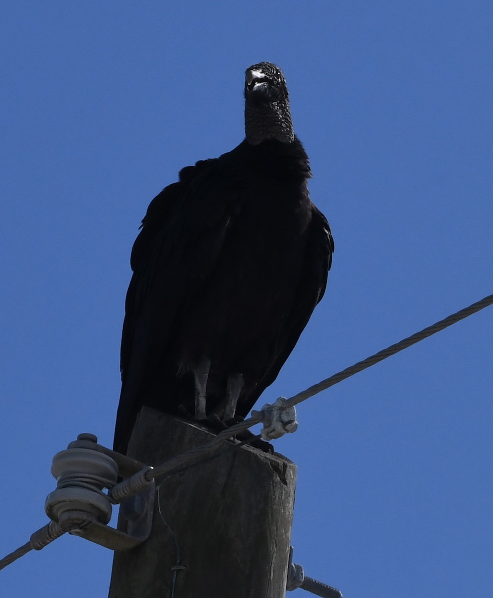 Black Vulture - Suzanne Zuckerman
